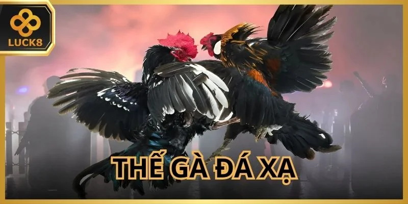 Thế Gà Đá Xạ